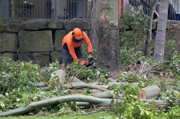 Best Residential Tree Removal  in Ozk, AR